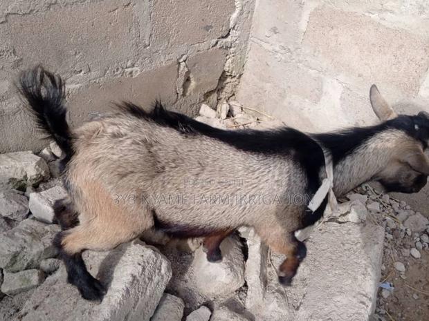 Healthy Goat photo 2