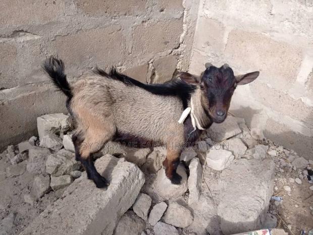 Healthy Goat photo 3
