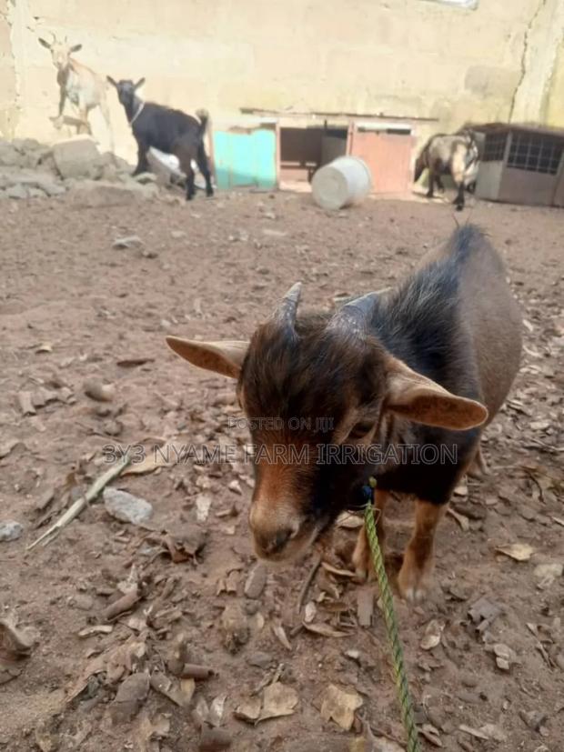 Healthy Goat photo 2