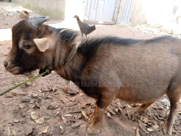 Healthy Goat photo 3