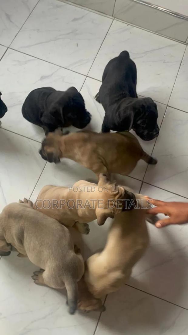 1-3 months Male Purebred Boerboel · Photo 1