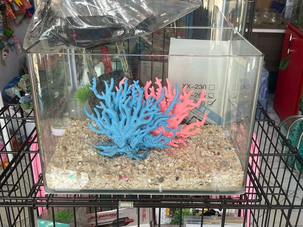 Robins Table Top Aquarium · Photo 3