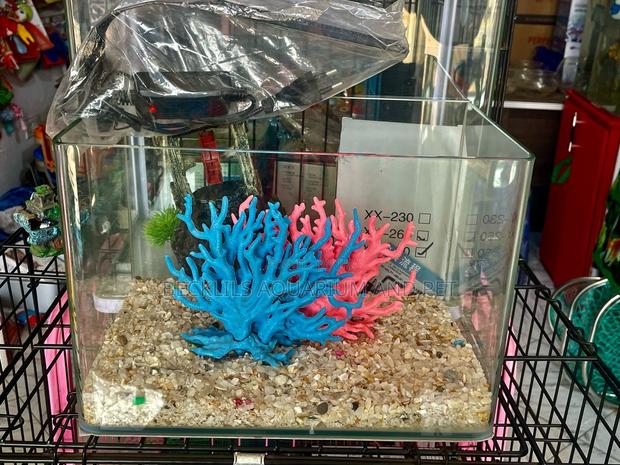 Robins Table Top Aquarium · Photo 4