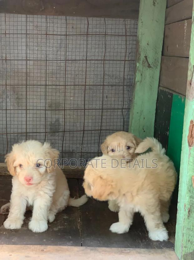 1-3 months Male Purebred Maltese · Photo 1