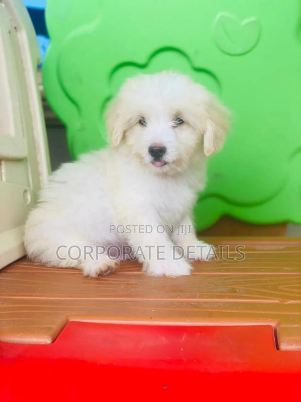 1-3 months Female Purebred Maltese · Photo 1