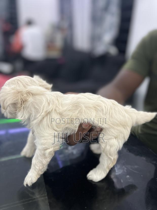 0-1 month Female Purebred Maltese photo 4