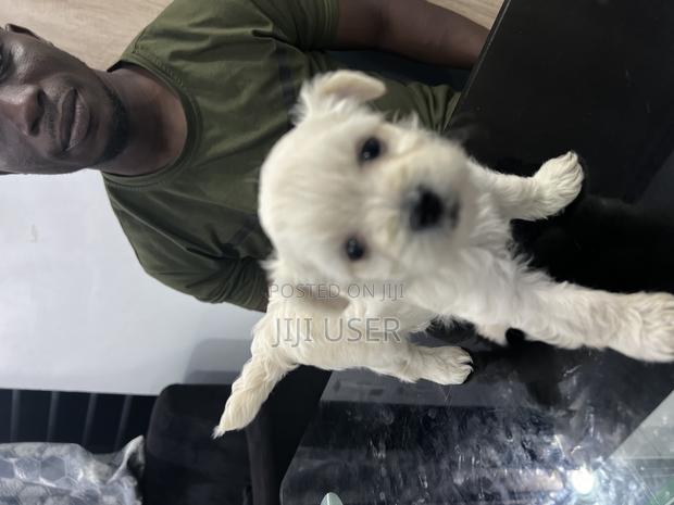 0-1 month Female Purebred Maltese photo 2
