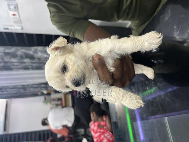 0-1 month Female Purebred Maltese photo 3