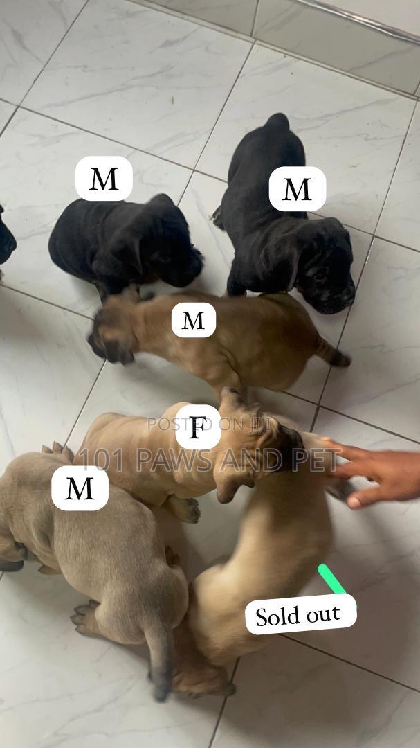 1-3 months Female Purebred Boerboel · Photo 2
