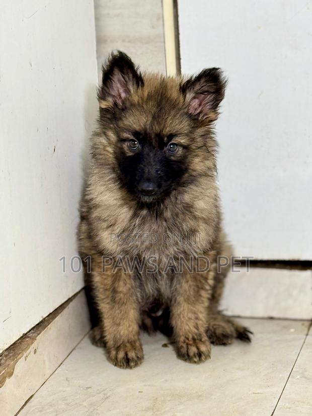 1-3 months Male Purebred Caucasian Shepherd · Photo 4