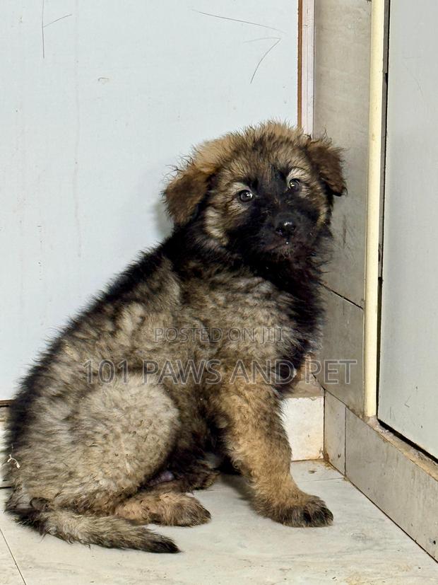 1-3 months Male Purebred Caucasian Shepherd · Photo 3