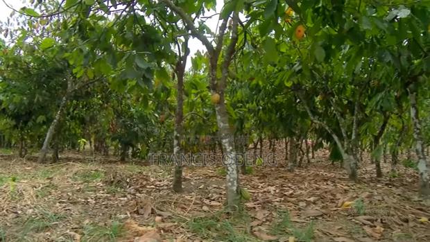 10 Acres Cocoa Farmland · Photo 4