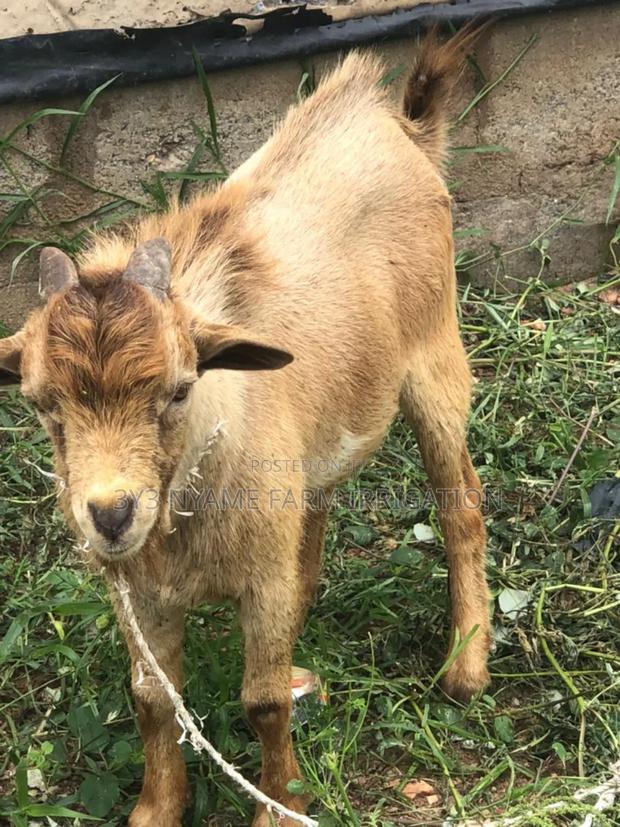 Big And Healthy Goat