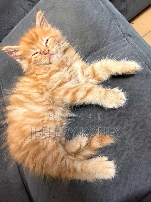 1-3 months Male Purebred Maine Coon · Photo 2