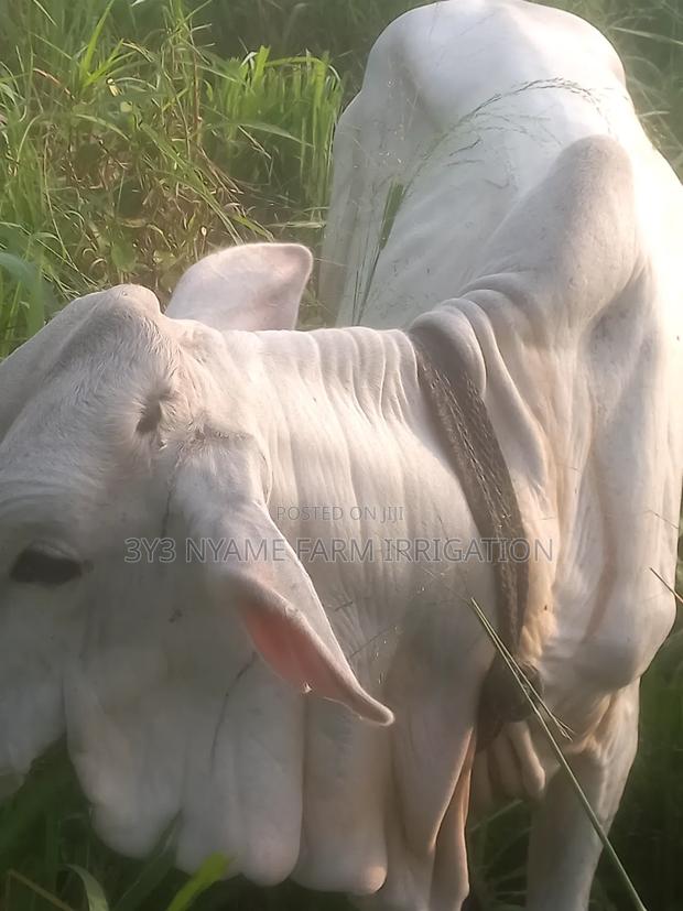 Healthy Cow photo 2