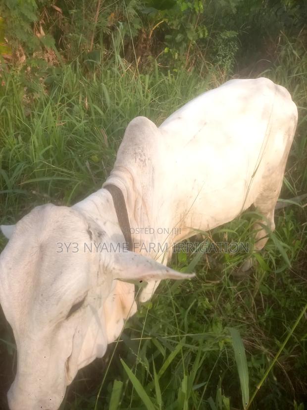Healthy Cow photo 3