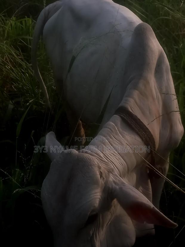 Healthy Cow photo 4