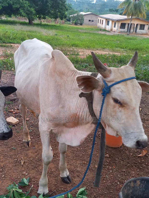 Healthy Cow photo 5