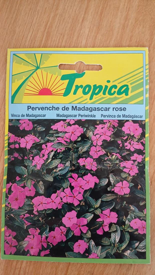 Madagascar Periwinkle Flowers Seeds photo 2