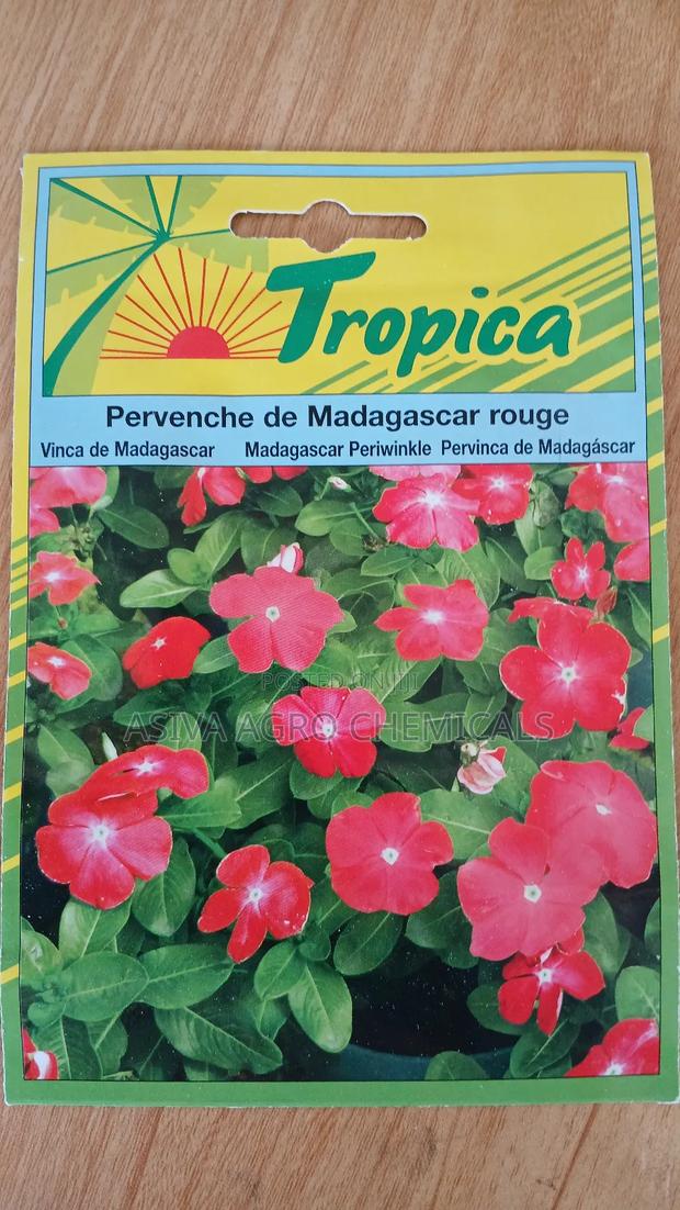 Madagascar Periwinkle Flowers Seeds