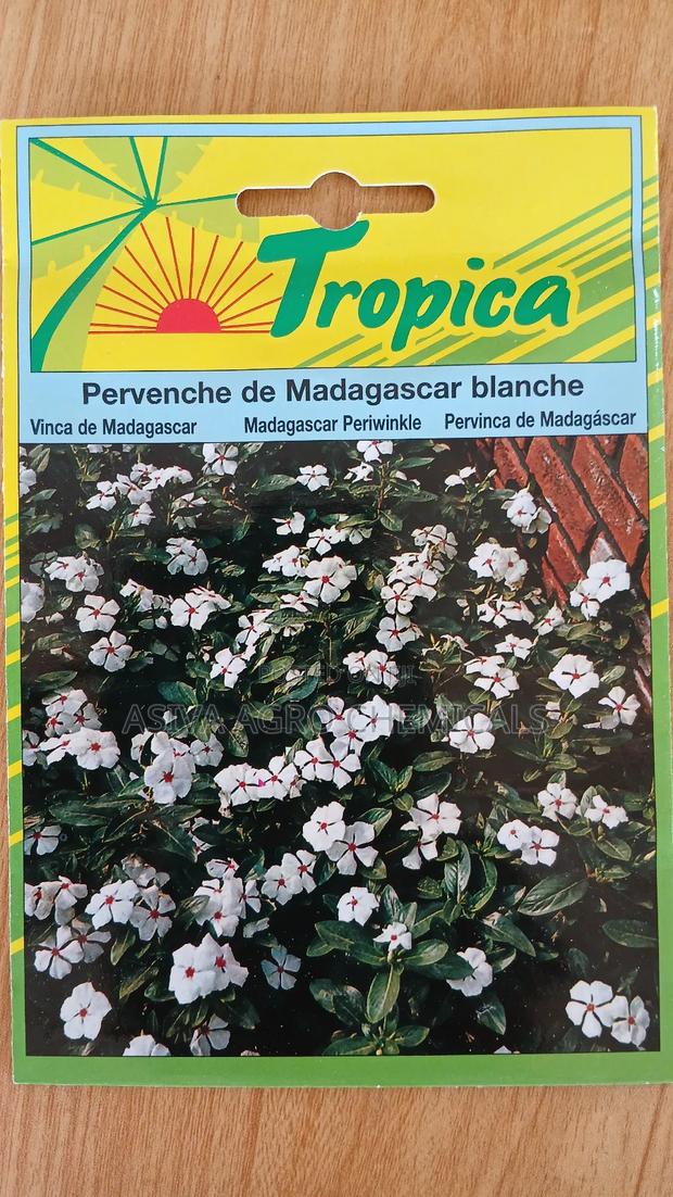 Madagascar Periwinkle Flowers Seeds photo 3