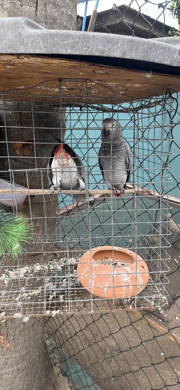 Family Pets Tagged - · Photo 3