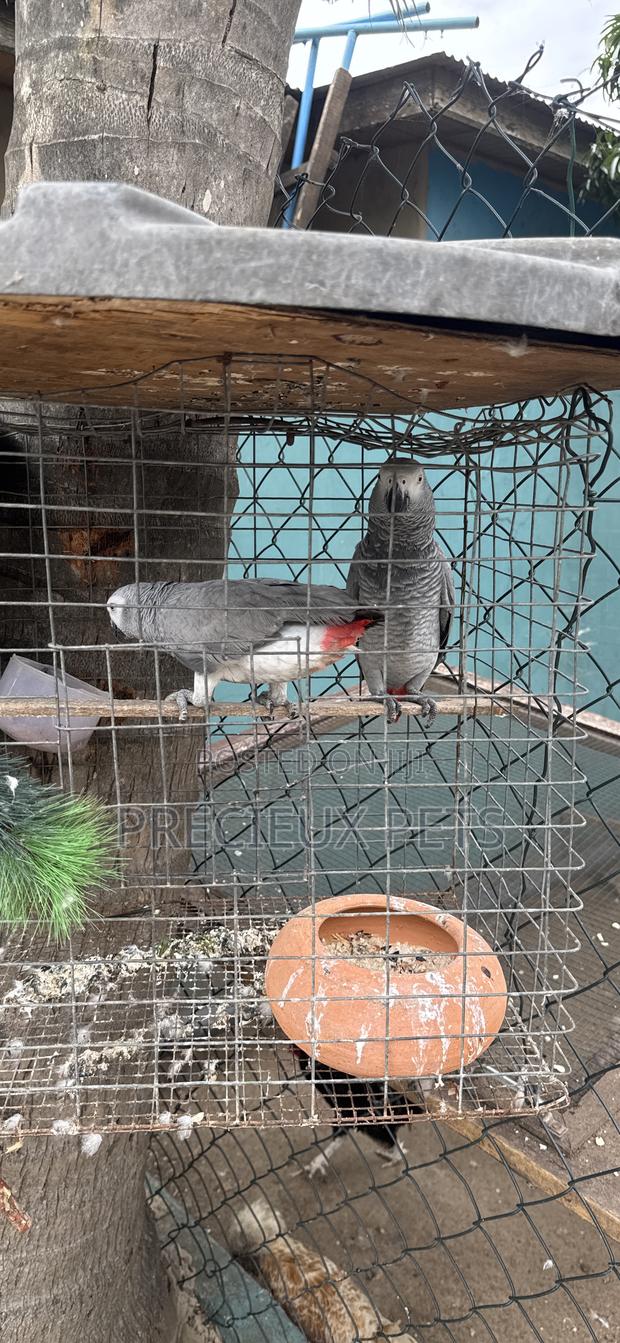 Family Pets Tagged - · Photo 4