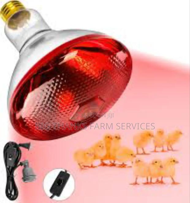 Heater Lamps,275 Watts · Photo 2