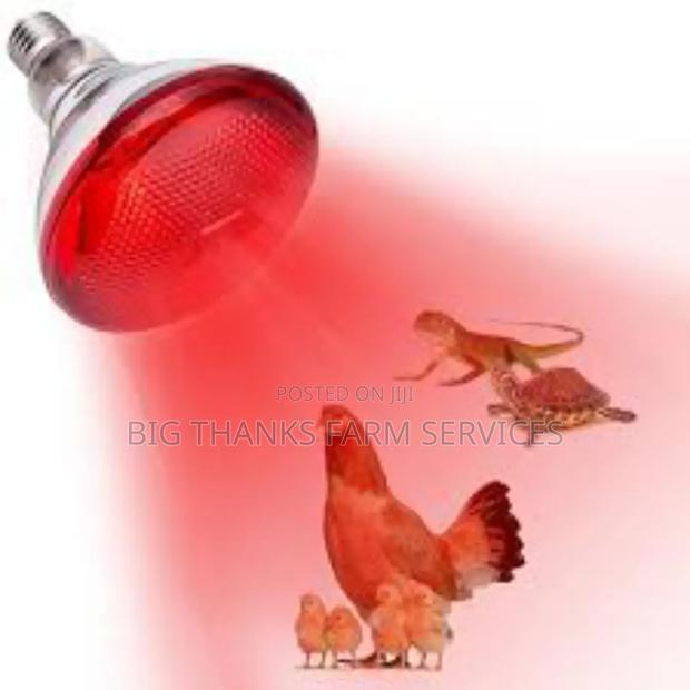 Brooder Lamps For Poultry, Pigeon Etc · Photo 2