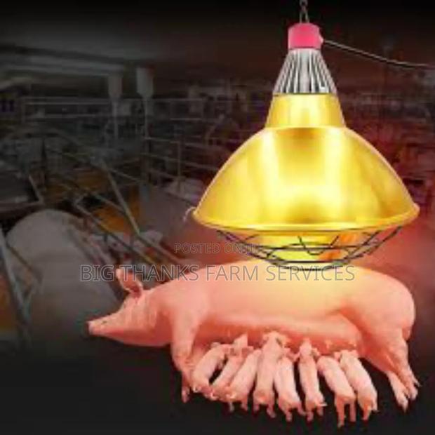 Livestock Heater Lamps And Holders · Photo 2