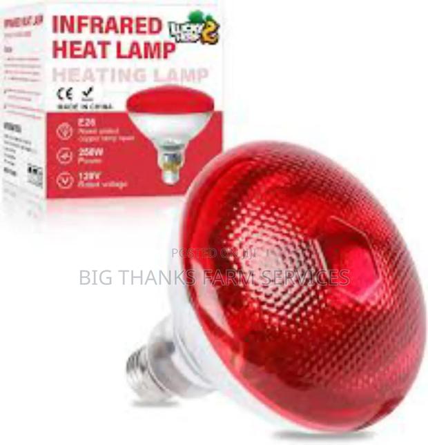 Brooder Lamps Of Different Sizes · Photo 2