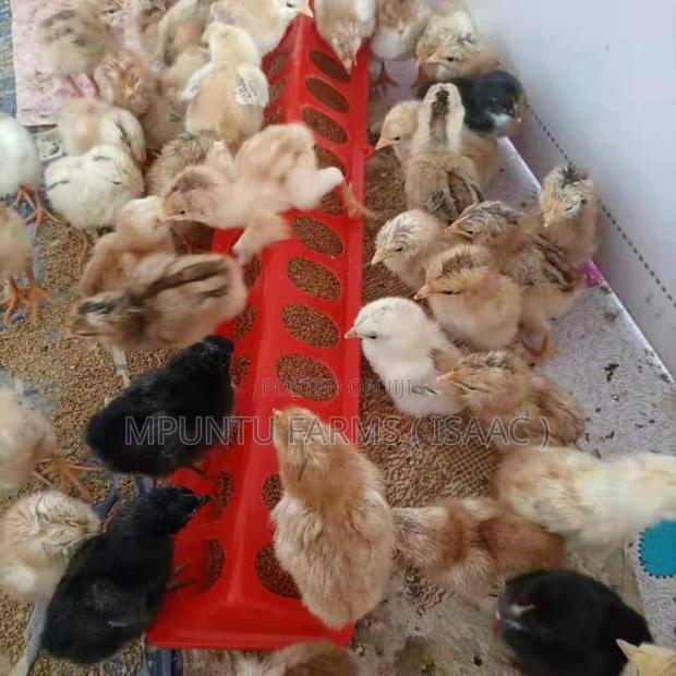 Flip Top Feeder photo 5