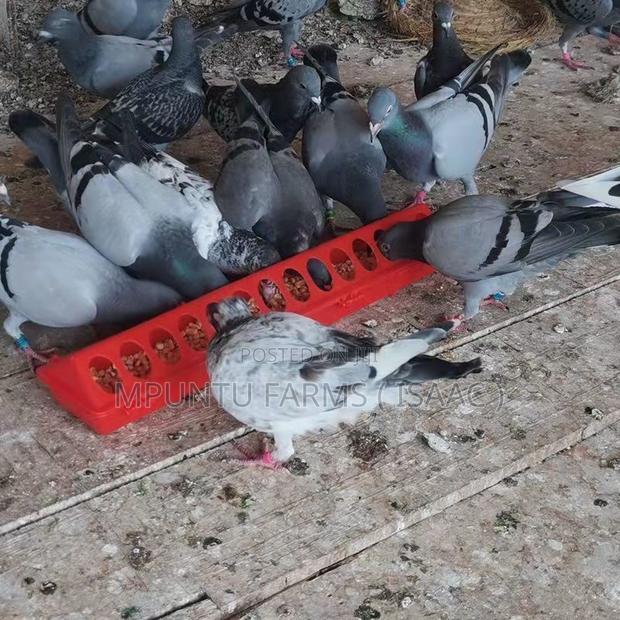 Flip Top Feeder photo 3