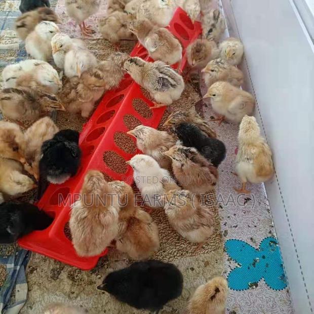 Flip Top Feeder photo 4