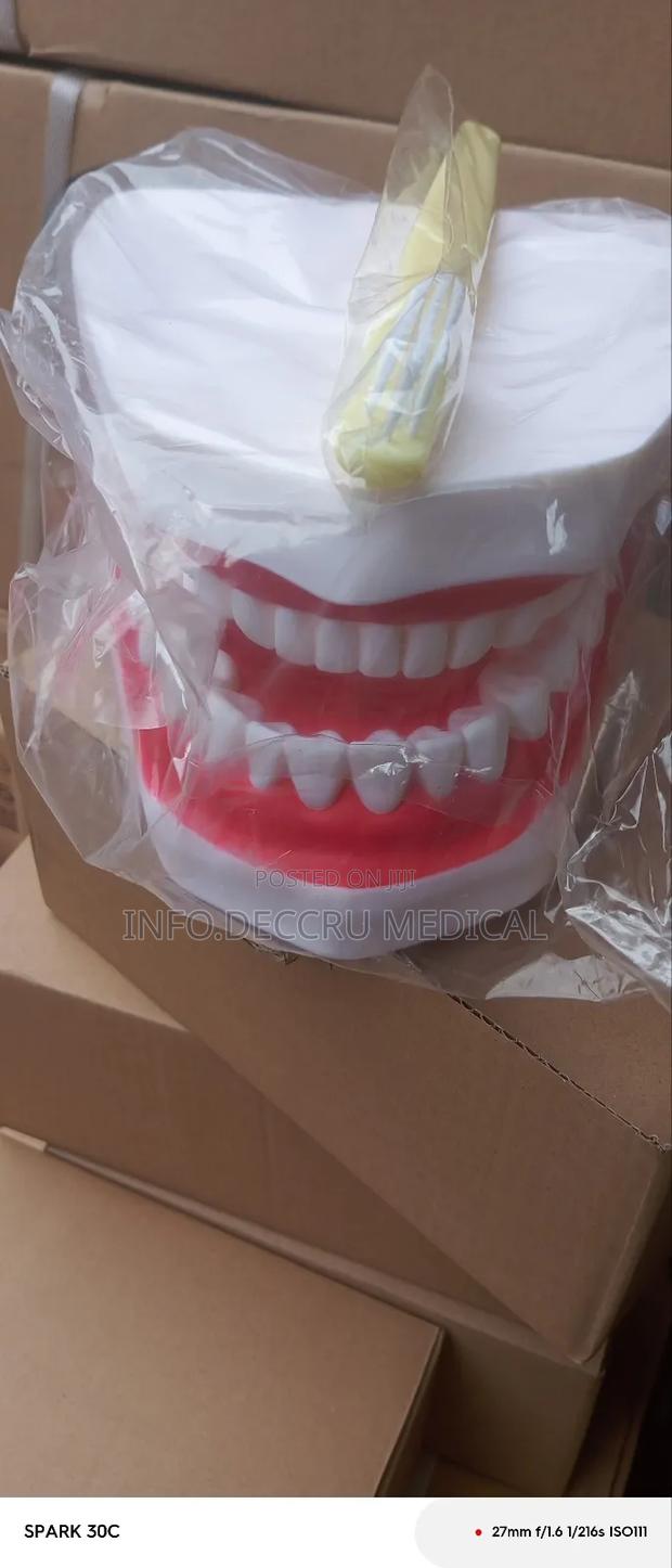 Teeth Model · Photo 2