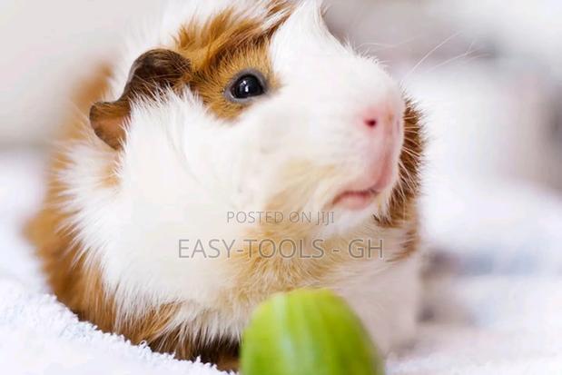 Crested Foreign Guinea Pigs ( Read Description ) · Photo 4