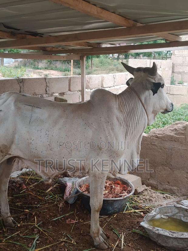Healthy Cows for Sale · Photo 3