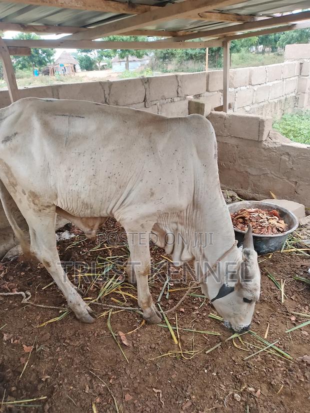 Healthy Cows for Sale · Photo 4