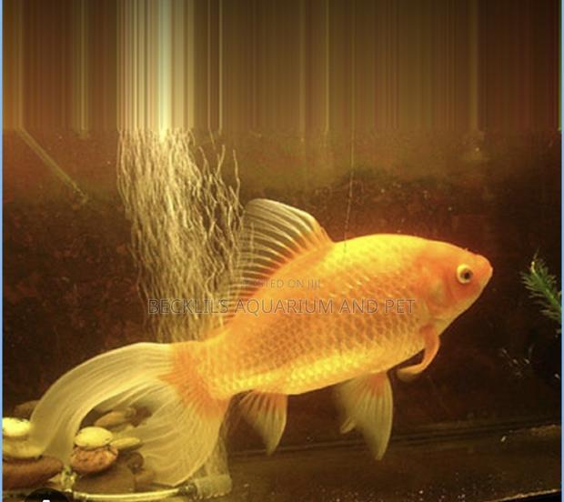 Comet Golden Fish · Photo 3