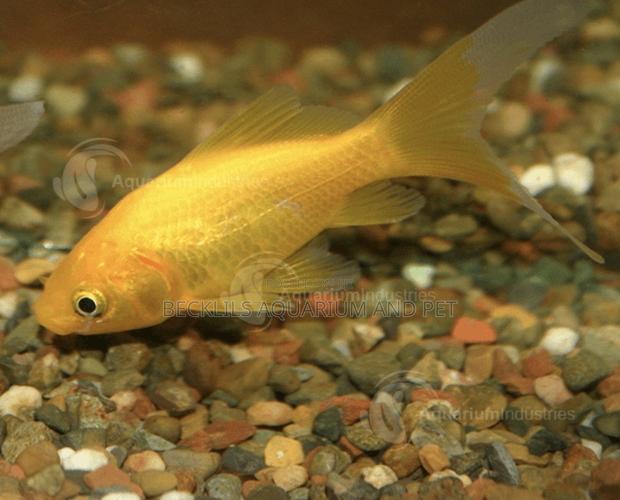 Comet Golden Fish · Photo 4