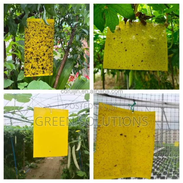Sticky Fruit Flies Trap/Glueboard