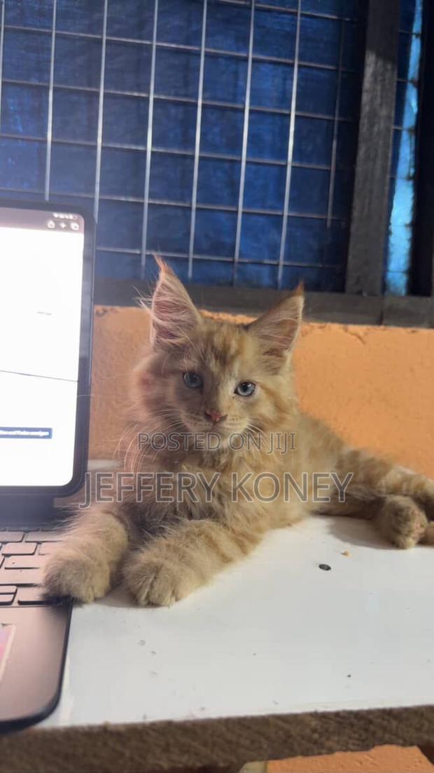 1-3 months Male Purebred Maine Coon · Photo 2