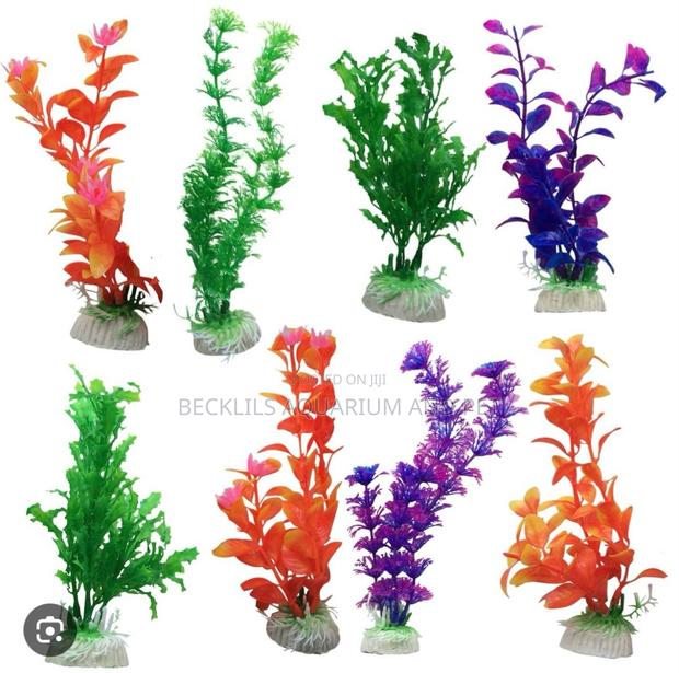 20 Cedis Aquarium Plant · Photo 4