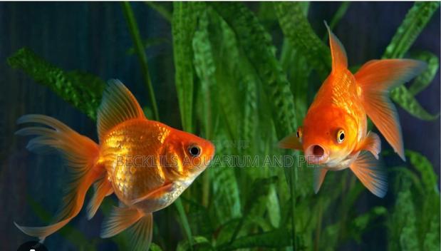 Golden Fish ( Double Tail) · Photo 4