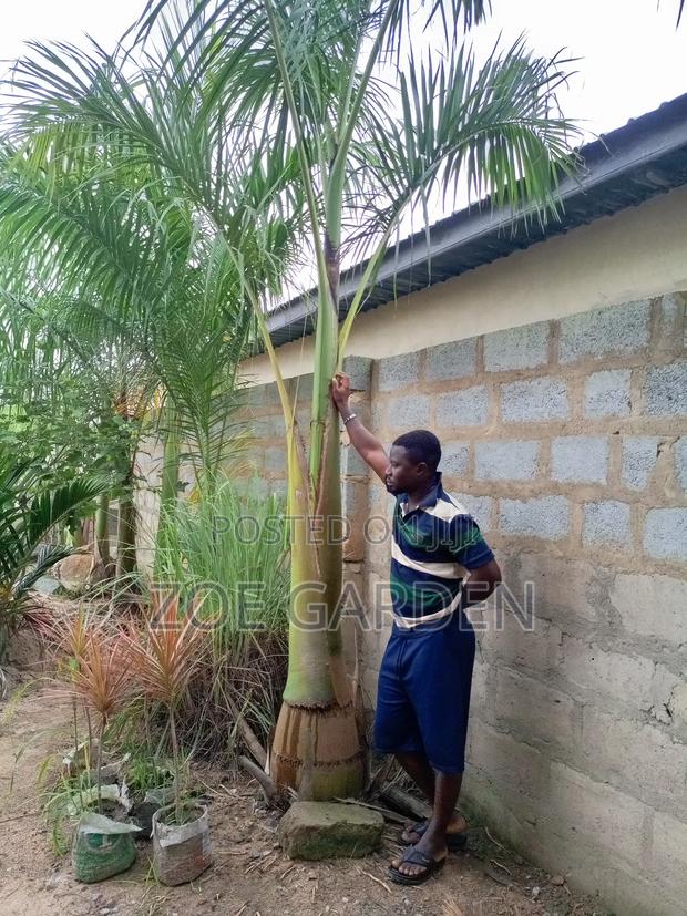 Matured Royal Palm photo 2