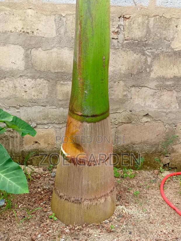 Matured Royal Palm photo 3