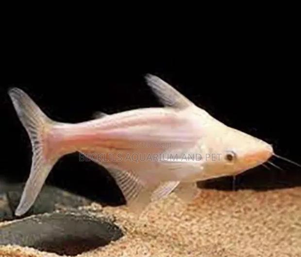 Albino Sharks
