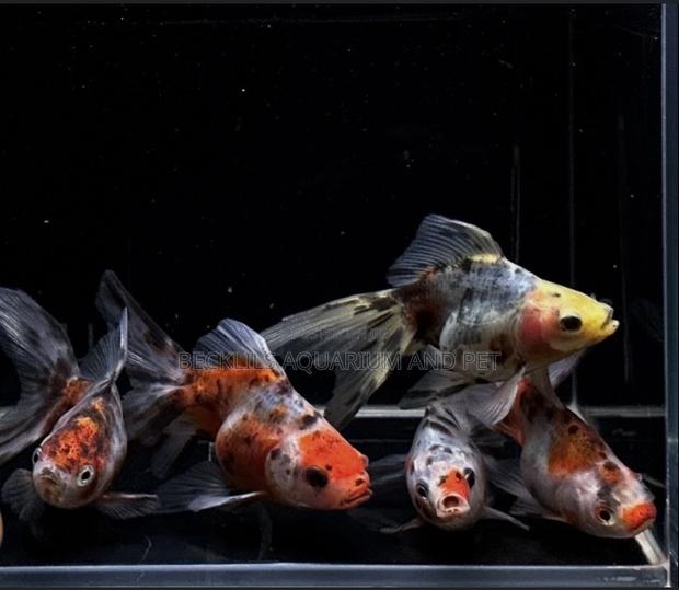 Medium Calico Golden Fish · Photo 4