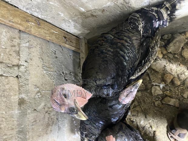 Matured Foreign Turkeys photo 4