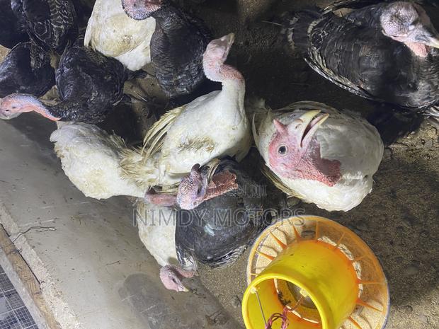 Matured Foreign Turkeys